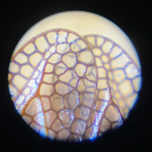 hairy lacebug