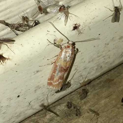 Rusty Pine Cone Moth