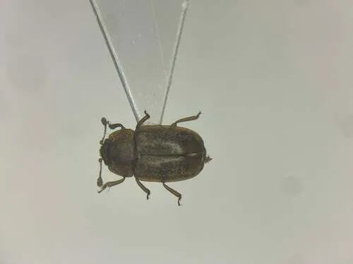 Epuraea obliqua