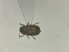Epuraea obliqua thumbnail 1