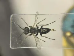 Plenoculus davisi thumbnail 2