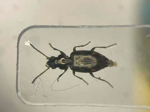 Bembidion mimus