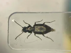 Bembidion mimus thumbnail 1