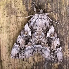 Yellow-banded Underwing thumbnail 3