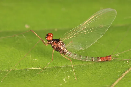 Paraleptophlebia debilis