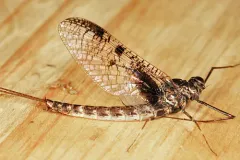 Siphloplecton basale thumbnail 2