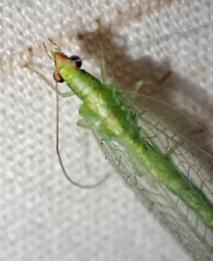 Weeping Green Lacewing thumbnail 2