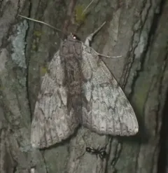 Inconsolable Underwing thumbnail 3