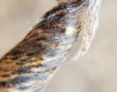 arrowhead rattlebox thumbnail 4