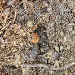 Alder Root Gall Bacteria thumbnail 4