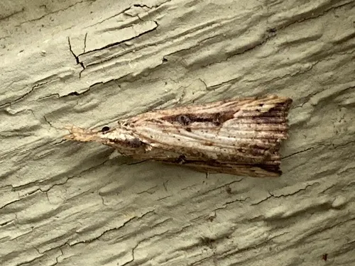Hypena modestoides