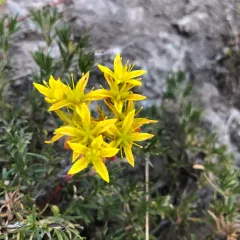 Lanceleaf Stonecrop thumbnail 3