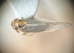 Muirodelphax arvensis thumbnail 4