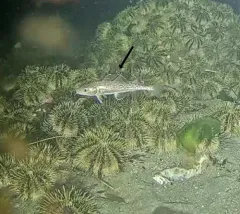 Pacific Cod thumbnail 4