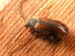 Macropogon testaceipennis thumbnail 3