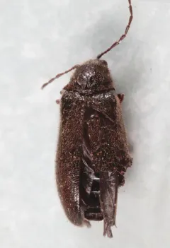Pitchblack Soft-bodied Beetle thumbnail 3