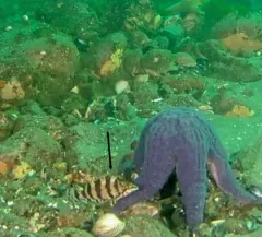 Painted Greenling thumbnail 3