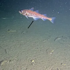 Alaska Pollock thumbnail 4