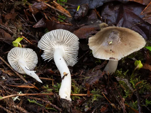 Hygrophorus acutus