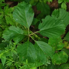 Virginia creeper thumbnail 5