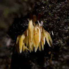 Mucronella flava thumbnail 3
