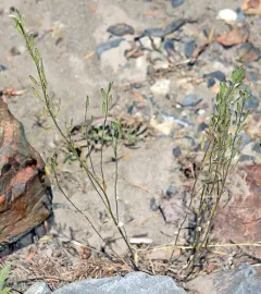 tall draba thumbnail 2