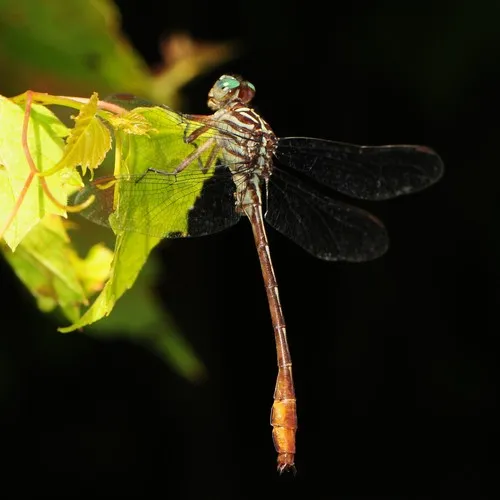 Russet-tipped Clubtail