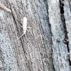 Tomocerus minor thumbnail 4