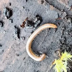 Blunt-tailed Snake Millipede thumbnail 3