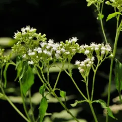 white snakeroot thumbnail 5