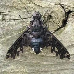 Tiger Bee Fly thumbnail 2