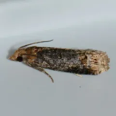 Buff-tipped Eucosma Moth thumbnail 3