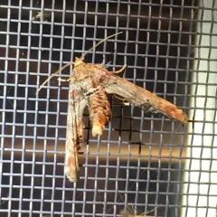 Dark Marathyssa Moth thumbnail 3
