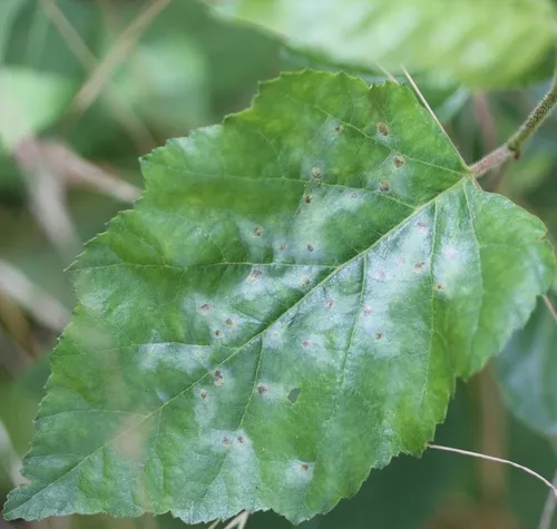 Birch Leafminer Sawfly