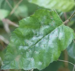 Birch Leafminer Sawfly thumbnail 1