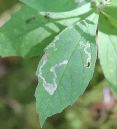 Liriomyza limopsis thumbnail 3