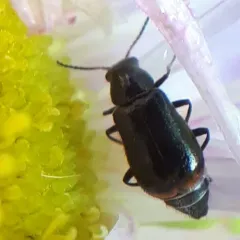 Attalus terminalis thumbnail 4