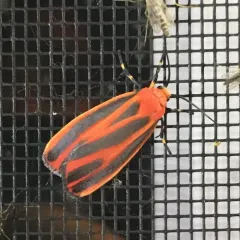 Scarlet-winged Lichen Moth thumbnail 2