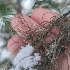Burred Horsehair Lichen thumbnail 4