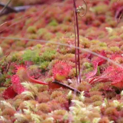 round-leaved sundew thumbnail 2