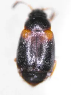 Proteinus basalis thumbnail 4