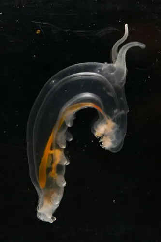 Peniagone japonica