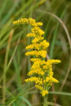 field goldenrod thumbnail 5