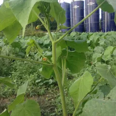 velvetleaf thumbnail 2