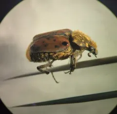 Maculated Scarab thumbnail 3