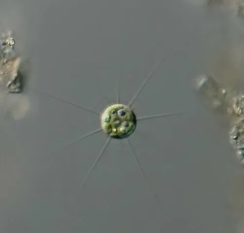 Golenkinia radiata