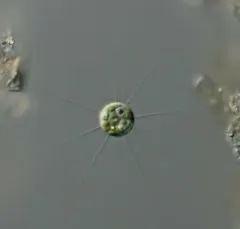 Golenkinia radiata thumbnail 1