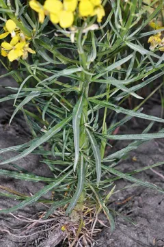 Pale Wallflower thumbnail 3