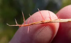 red thread thumbnail 4