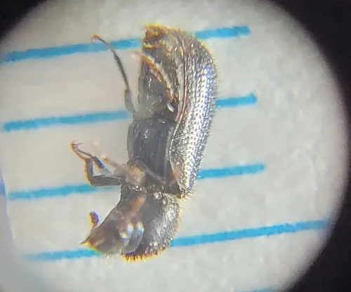Pine Powderpost Beetle